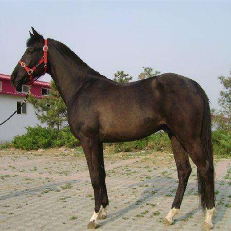 0成交0匹浙江绍兴伊犁马和蒙古马出售价格 河北邯郸养马场里纯血马匹