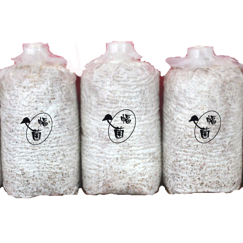 富菌段木优良毛木耳菌种原种菇技术支持厂家供应