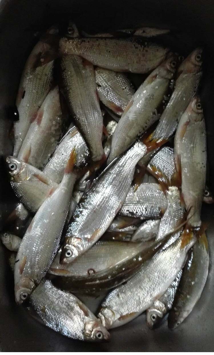 黄尾开口诱钓鱼小药野钓红尾鲴鱼饵料添加剂窝料配方渔具垂钓用品