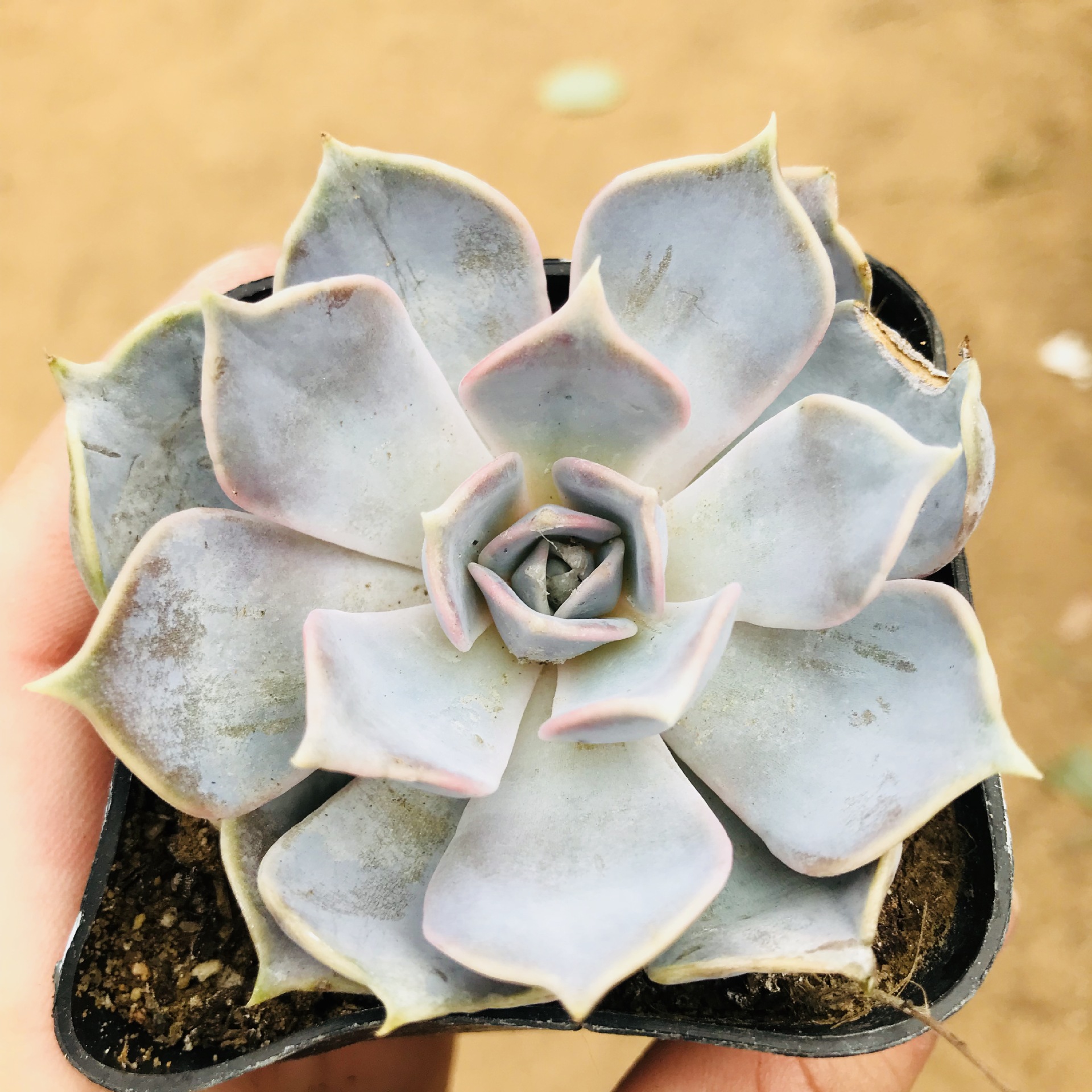 批发多肉植物丽娜莲 组合盆栽肉肉 室内绿植花卉净化空气丽娜莲