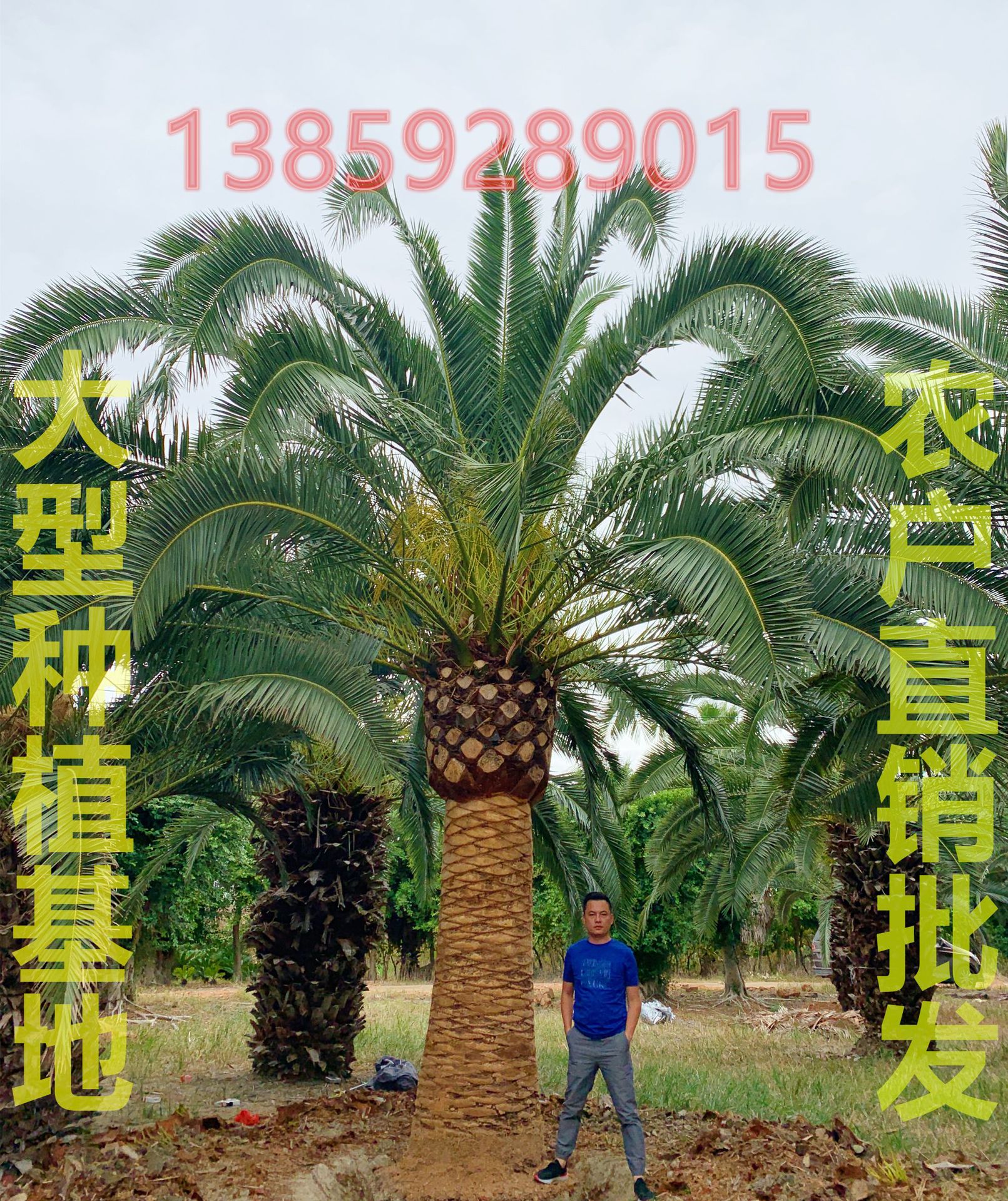 五百亩加拿利海枣种植基地批发多规格可选 控根器苗成活率高