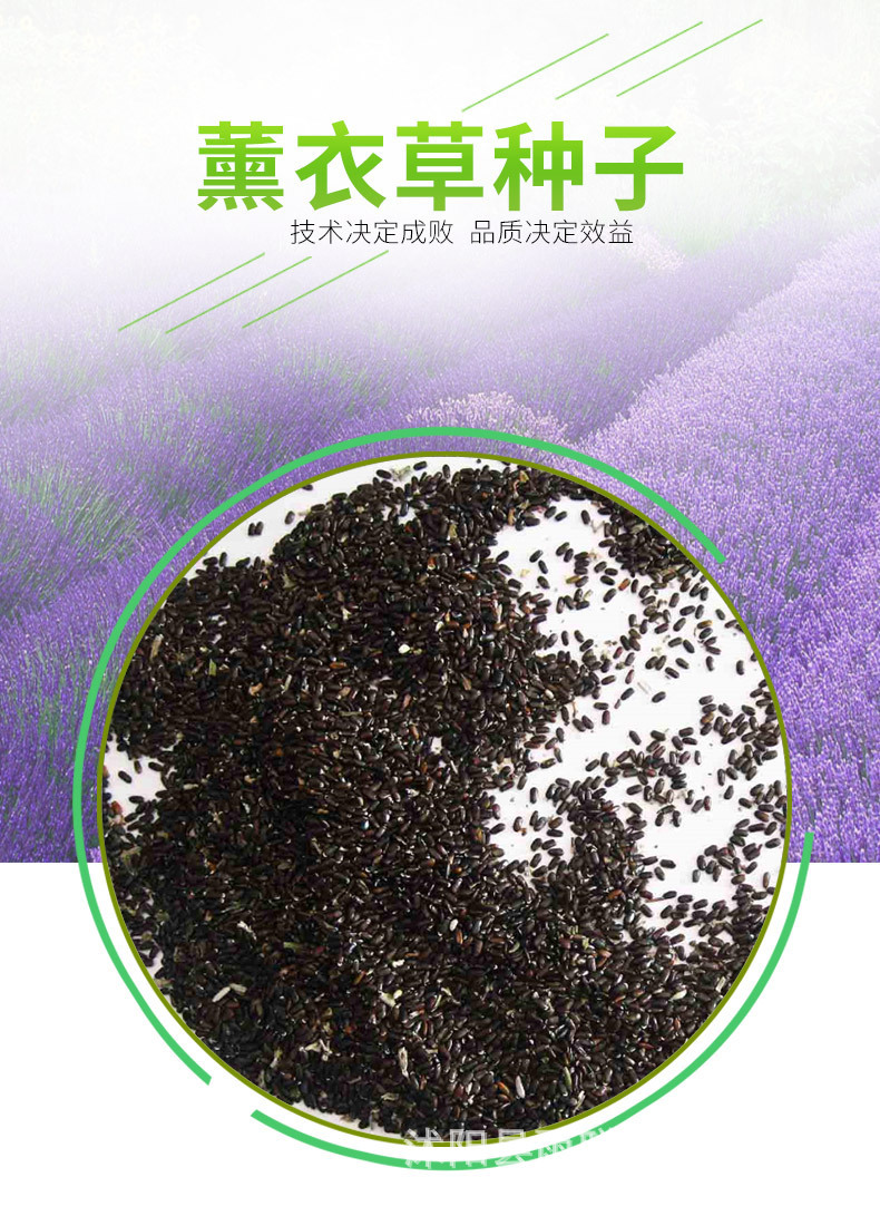 薰衣草种子 薰衣草籽香草种子花卉种子阳台盆栽种子100粒