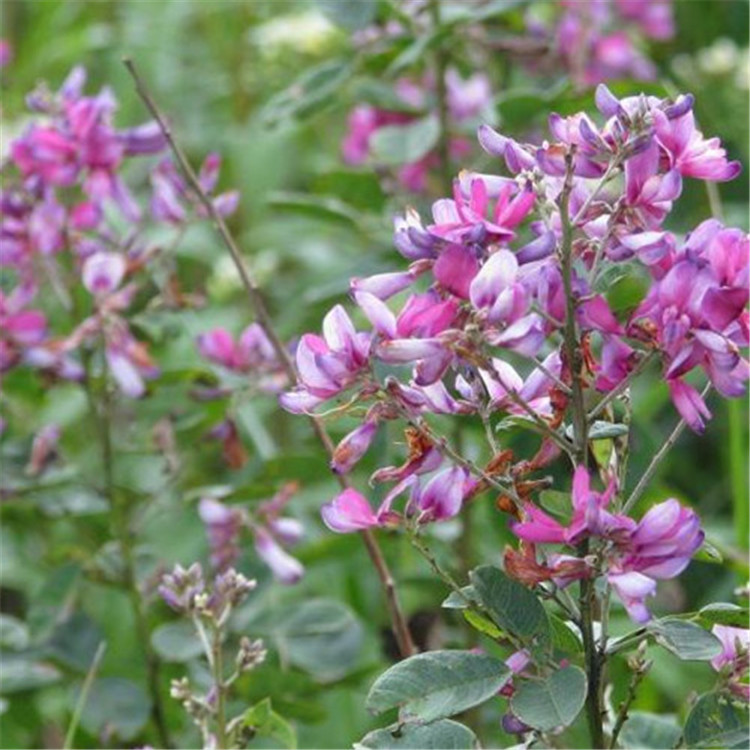 批发:美丽胡枝子双色胡枝子 花灌木 护坡 红花胡枝子-阿里巴巴