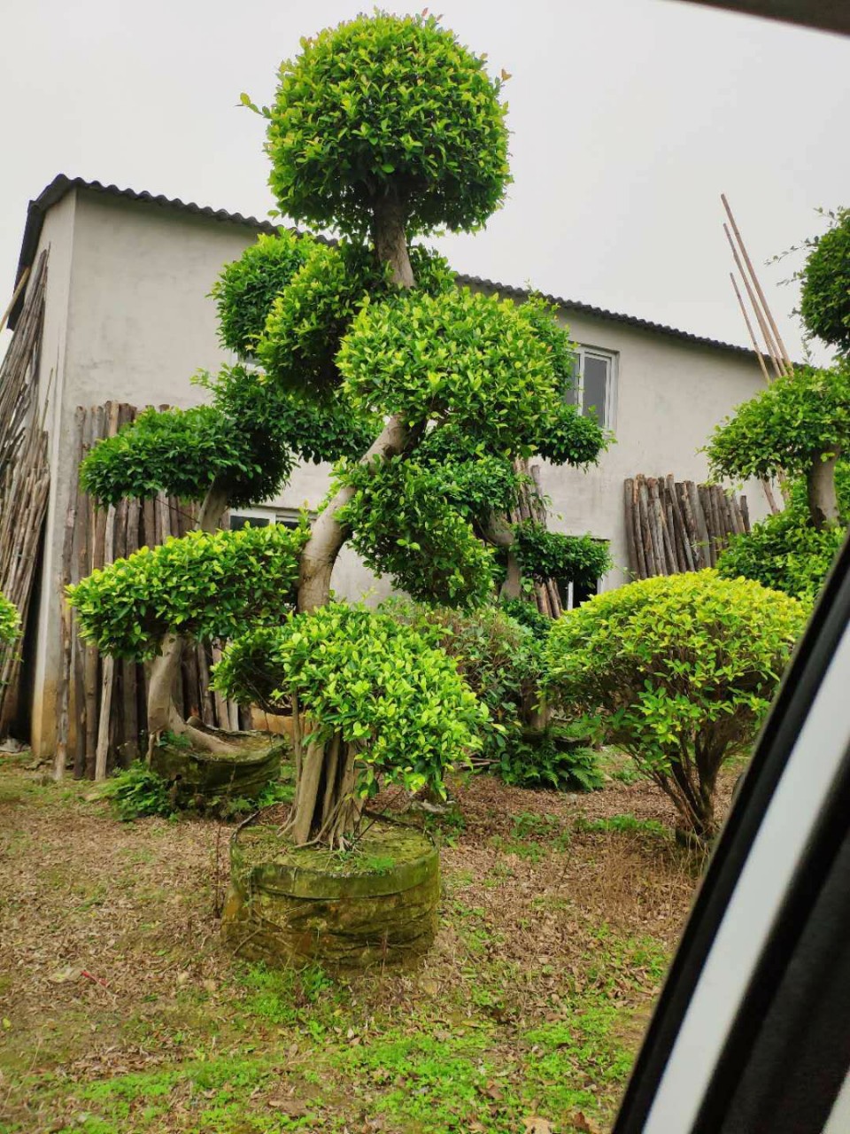 桩景类/树木类       主要植材         小叶榕       园林
