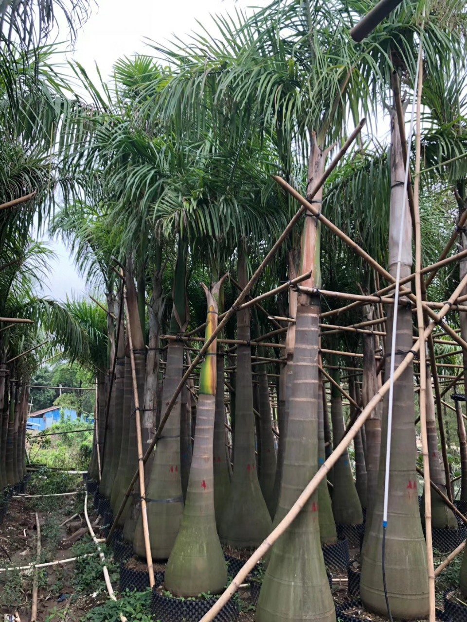 903供应大王椰子46米高假植苗王棕树绿化容器苗