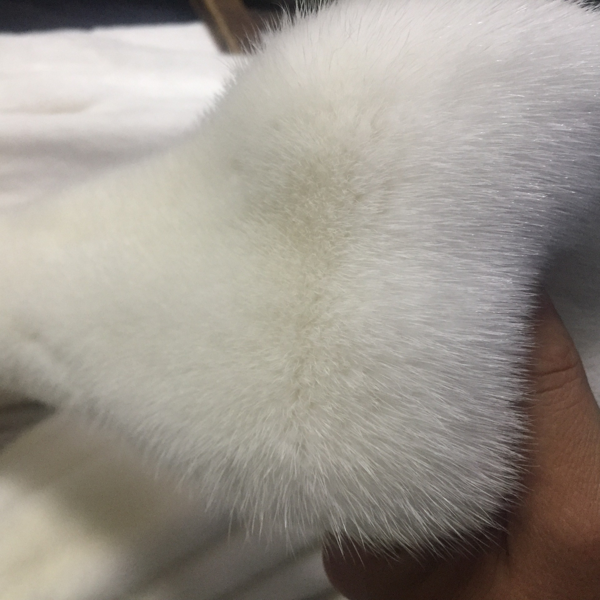 水貂皮价格也不贵出售白色灰色棕色水貂公皮做围巾配饰diy