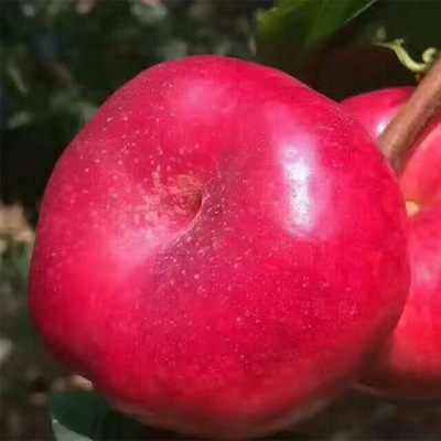 中油蟠5号桃树苗 嫁接优良品种 果实甜度高现挖油桃蟠桃树苗