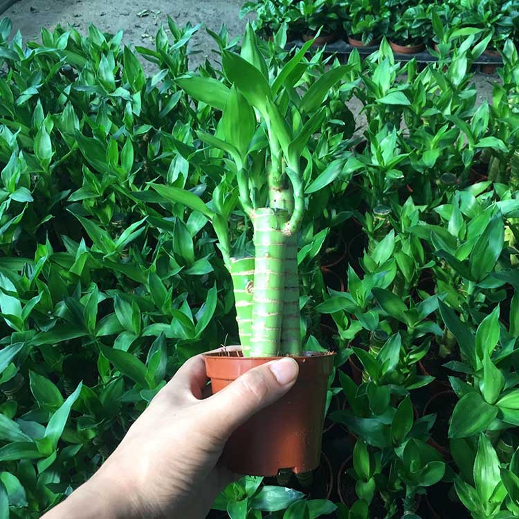 基地直销步步高盆栽90室内桌面绿色植物富贵竹花卉盆景四季常青