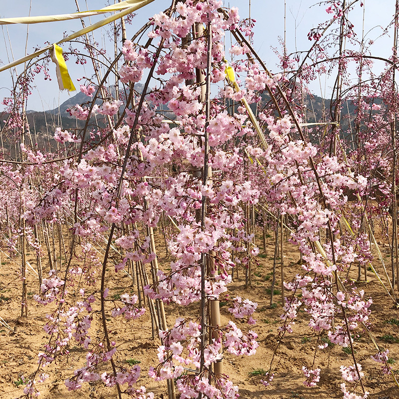 八重红枝垂樱花小苗 八重红枝垂樱 樱花树基地 一到十公分成活树