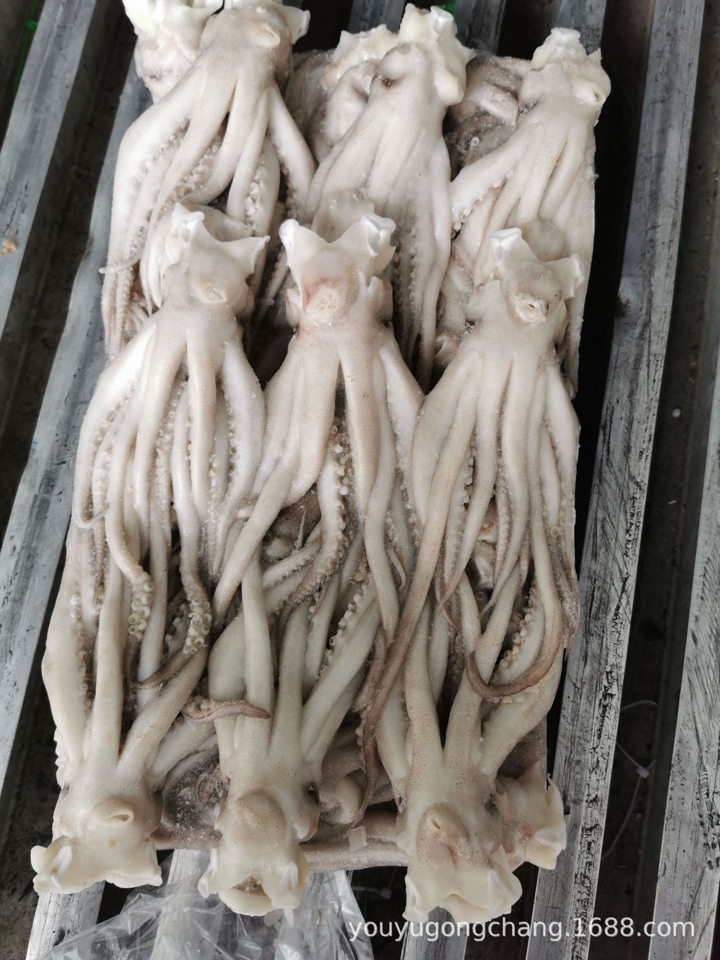 新鲜冷冻鱿鱼头野生阿根廷鱿鱼须鱿鱼足鱿鱼串船冻小鱿鱼烧烤食材