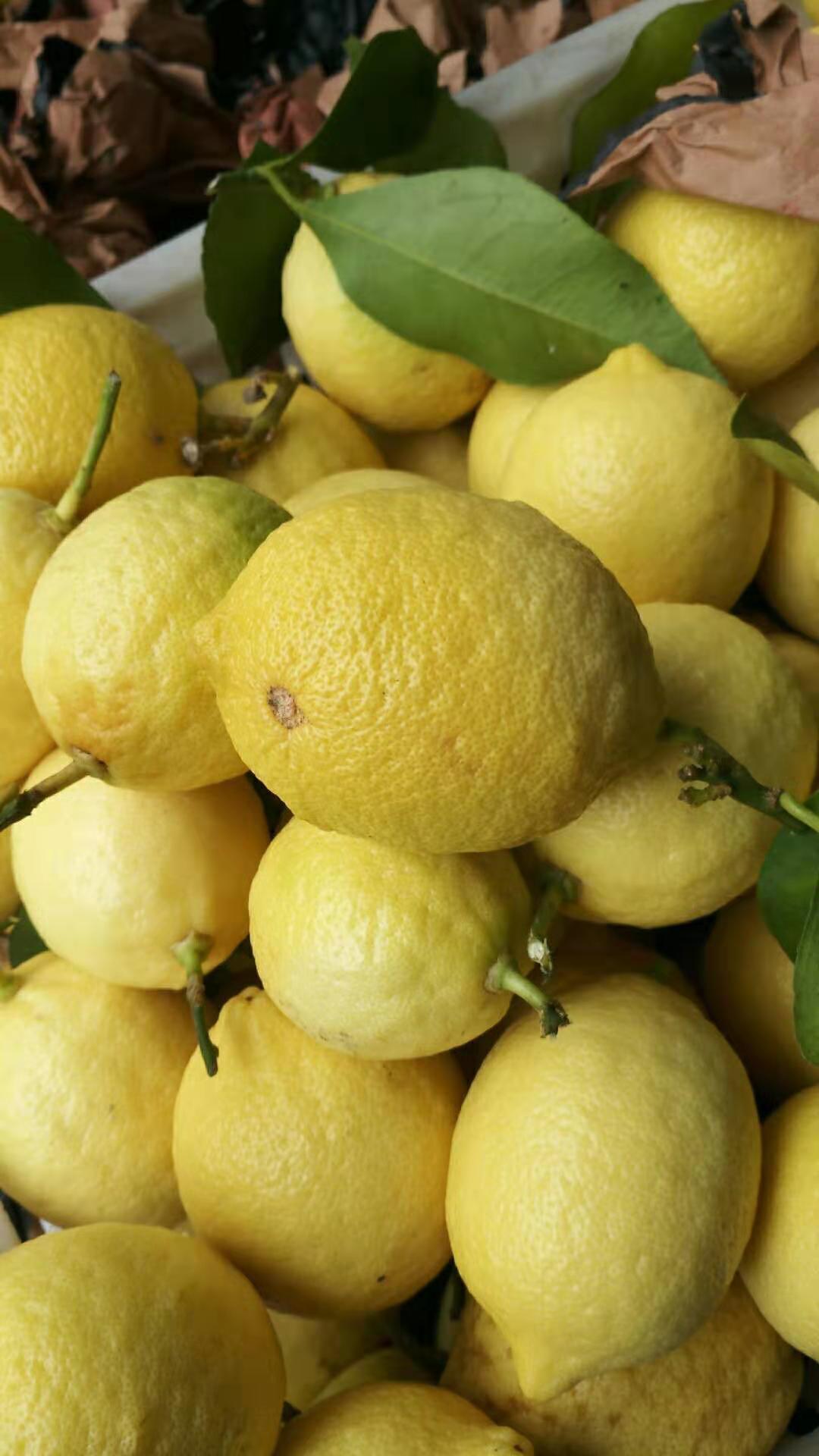 柠檬尤力克柠檬新鲜安岳黄柠檬5斤装皮薄青香型香水柠檬酸爽多汁-阿里