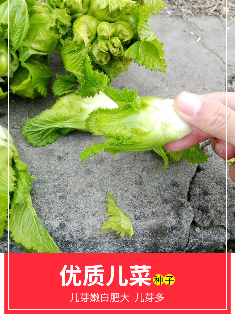 四川儿菜种子早熟特大孢子芥菜种胖四季阳台蔬菜种籽儿菜抱