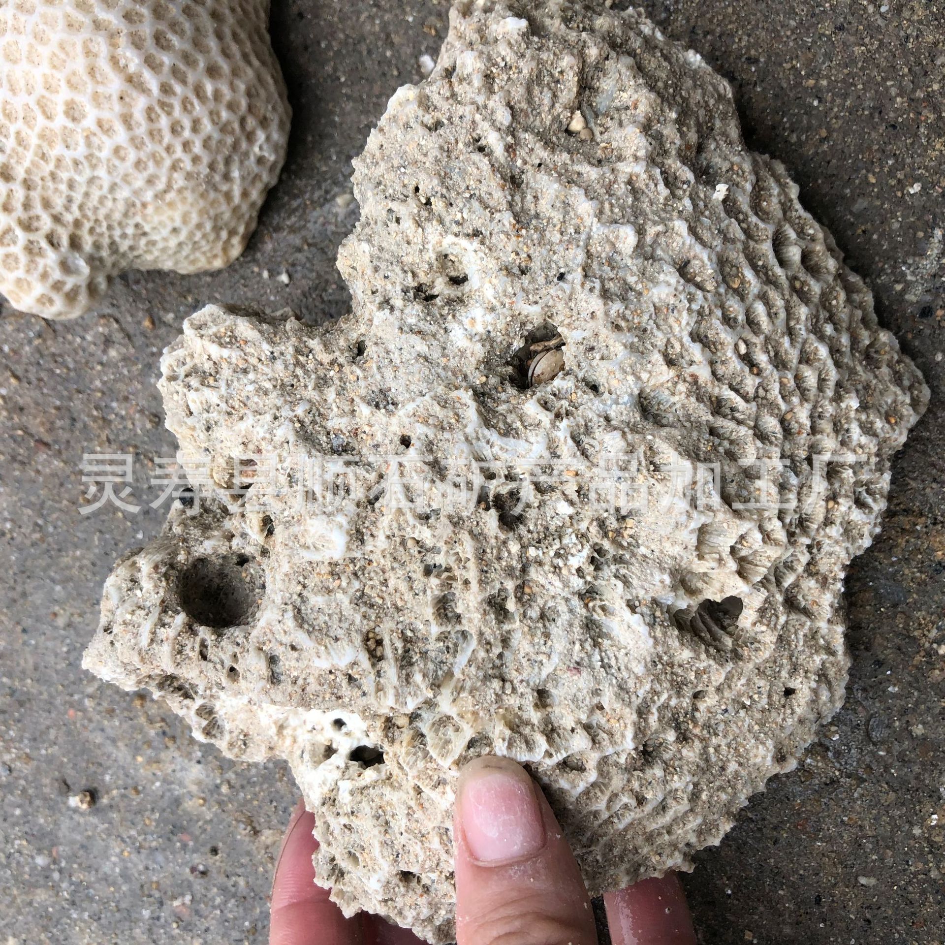 厂家供应造景装饰用5-10公分 珊瑚石 鱼缸过滤海洋馆用珊瑚石