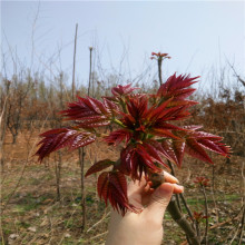 基地批发销售香椿树苗大棚香椿树量大优惠庭院阳台南北方种植