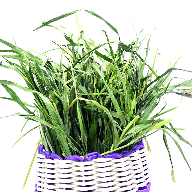 多省免邮优质小麦草干草小麦嫩苗草段500g兔子荷兰猪龙猫干草