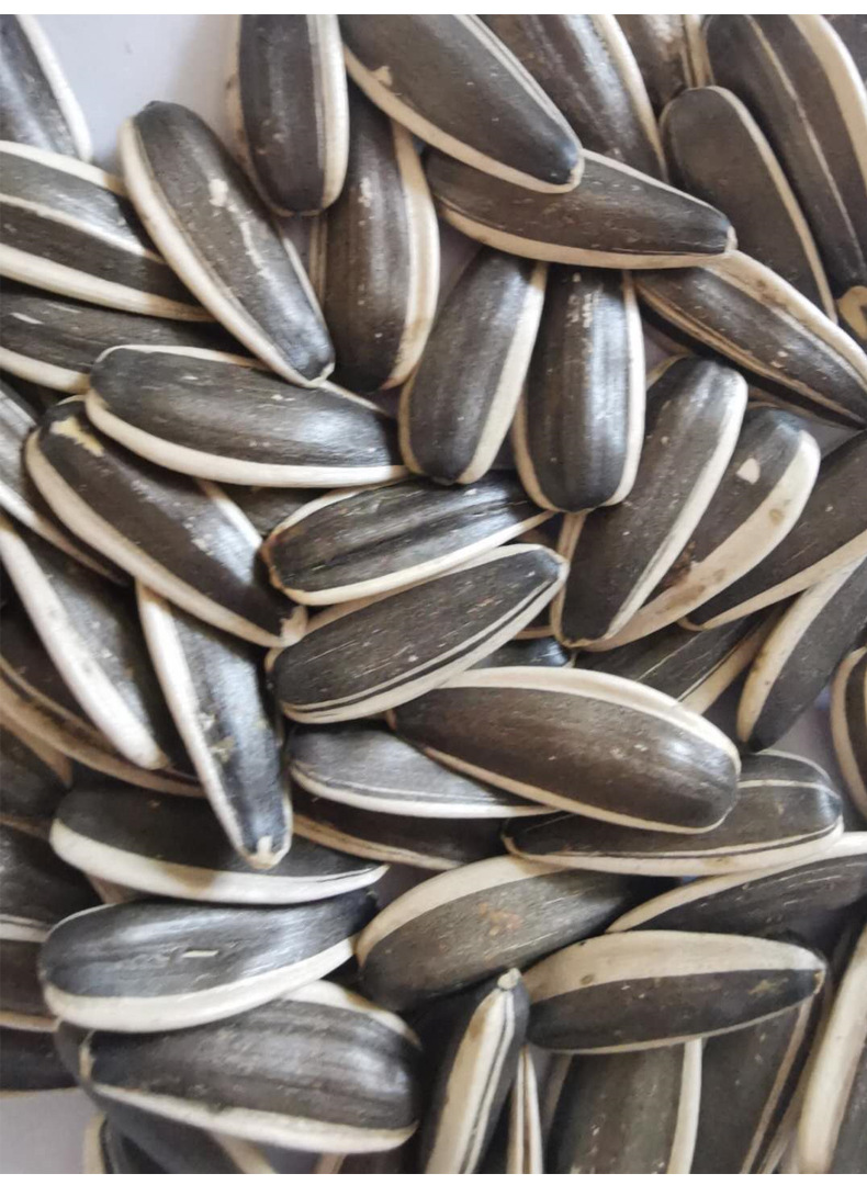 19年新货内蒙363瓜子葵花籽 巴彦淖尔葵花籽 生瓜子批发363瓜