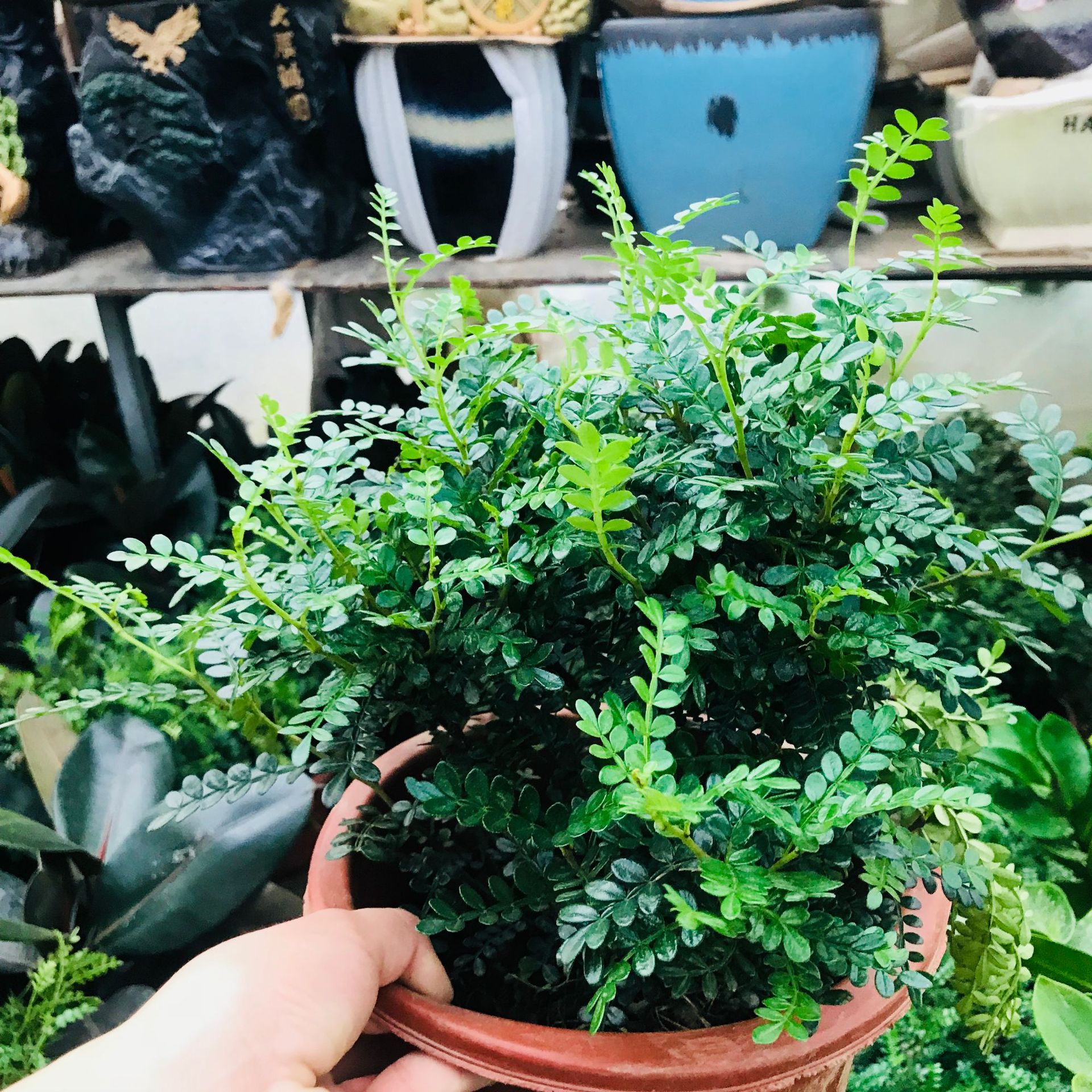 室内四季常青驱蚊盆栽盆景清香木 耐寒花卉好养绿植清香木量优惠