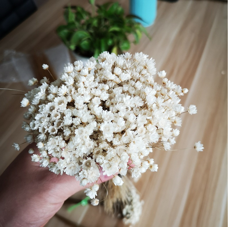 批发天然小星花快乐花自然干花巴西干花拍照道具口红用花材