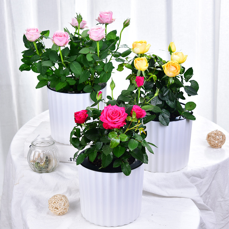 迷你小玫瑰花大盆盆栽带花苞四季开花办公室内植物花卉鲜花绿植