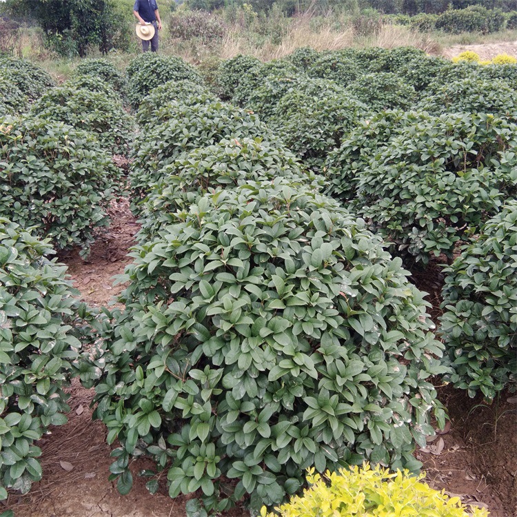 苗圃自产自销120-150-200cm四季桂花球规格齐全量大优惠包成活