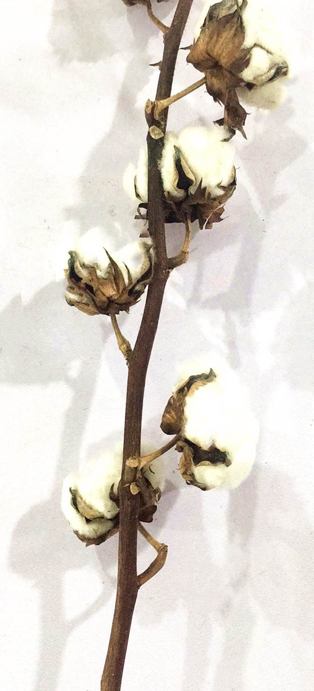 永生花七夕情人节配花材长枝天然棉花干花家居装饰圣诞节diy花