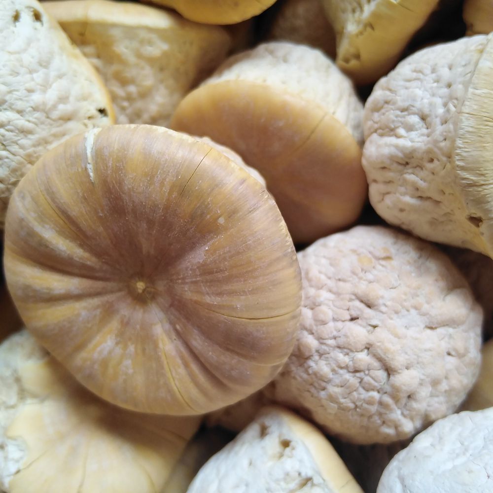 批发中药材风流果 壮阳果