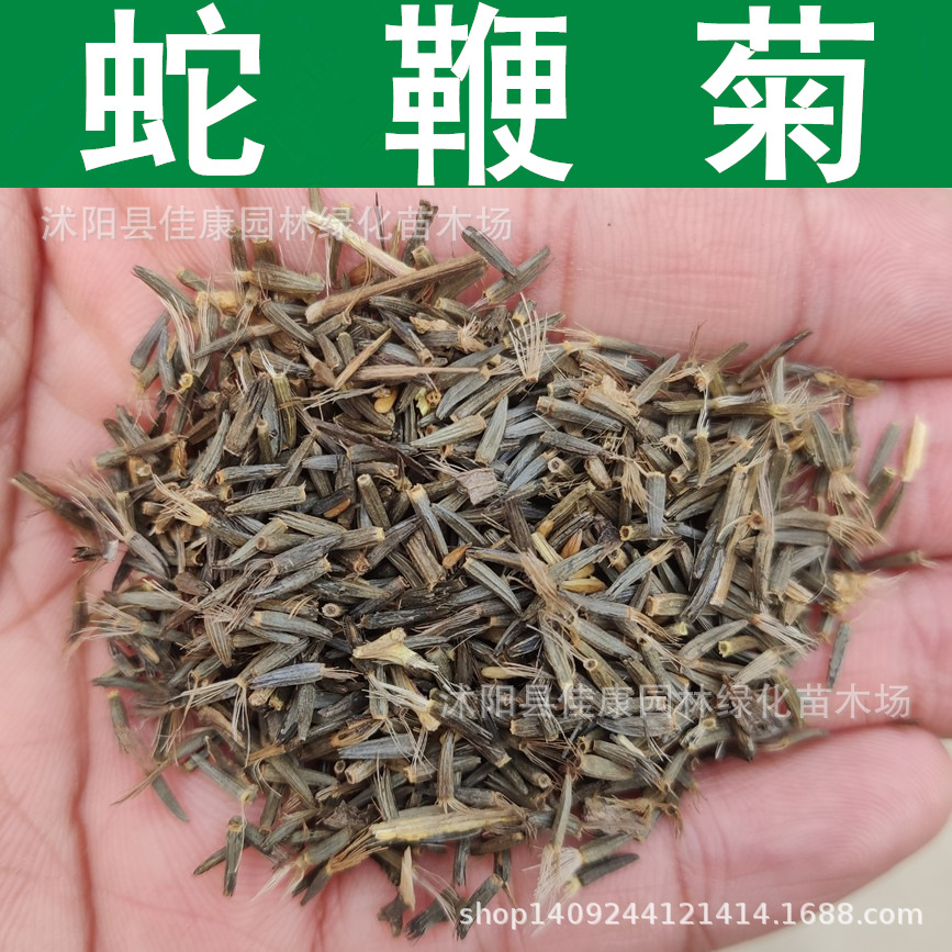 草花种子 蛇鞭菊种子 麒麟菊种子 猫尾花 蛇鞭草种子 1件=1斤