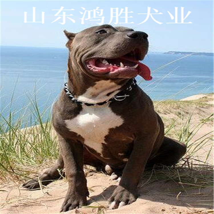 养殖出售比特犬幼犬 咬口好比特 三个月比特幼犬 双血统比赛后代