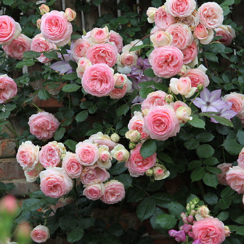 大花浓香爬藤玫瑰花苗盆栽粉色龙沙宝石庭院阳台藤本月季蔷薇大苗