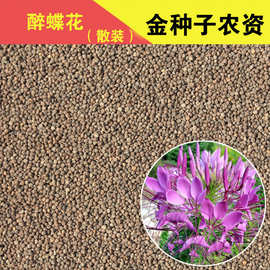 散装醉蝶花种子 凤蝶草庭院花坛 花开天下花卉春播阳台盆栽观花籽