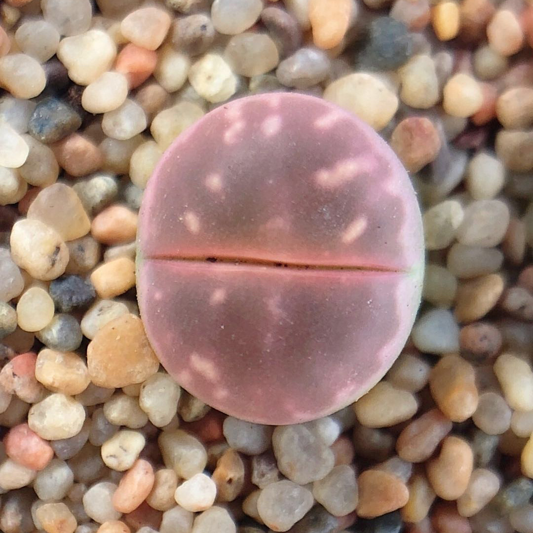 粉橄榄 多肉橄榄玉生石花粉色屁股花一年0.7-1cm大棚直发pp花