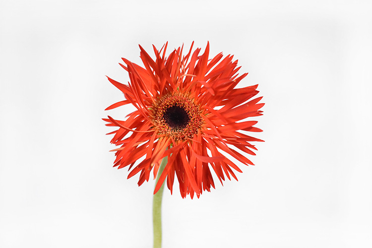 【拉丝佛朗20支】昆明鲜花批发 插花植物佛朗鲜切花 呈贡基地直供