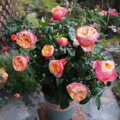 包邮欧月阳台盆栽微型月季金丝雀铃之妖精果汁阳台朱丽叶灌木月季