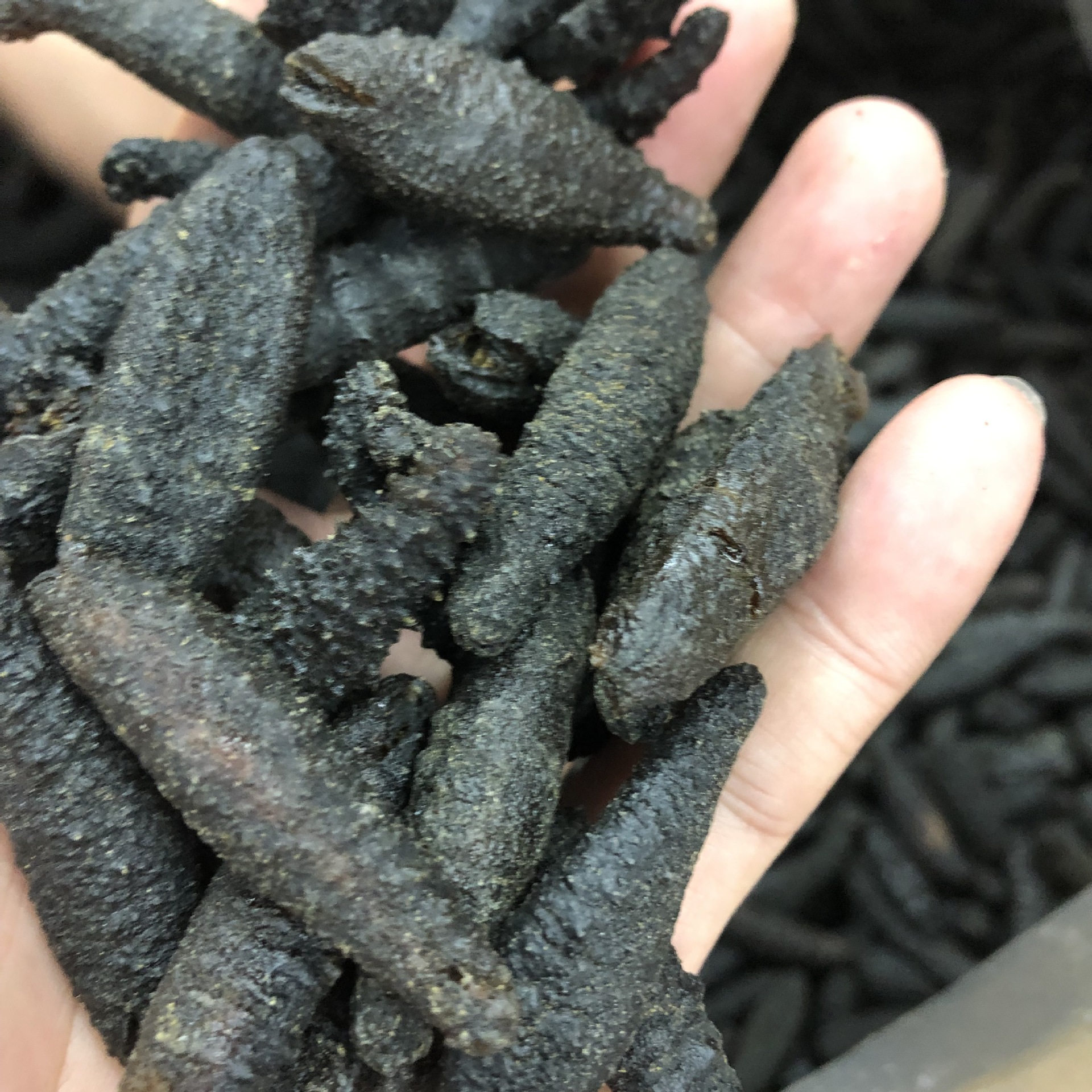 批发渠道深海天然野生海参 龙纹参 黑刺参 螺纹参 南美淡干干贷