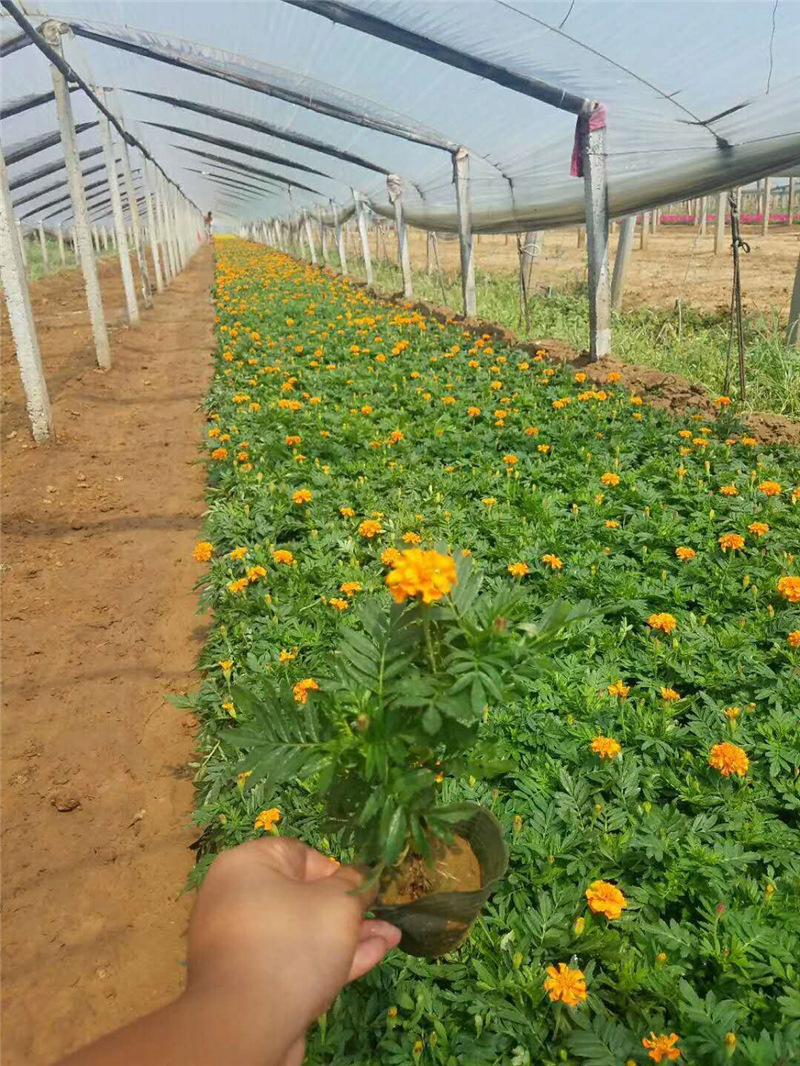 时令草花宿根一年生盆栽现货供应青州宿根花卉绿植花海孔雀草