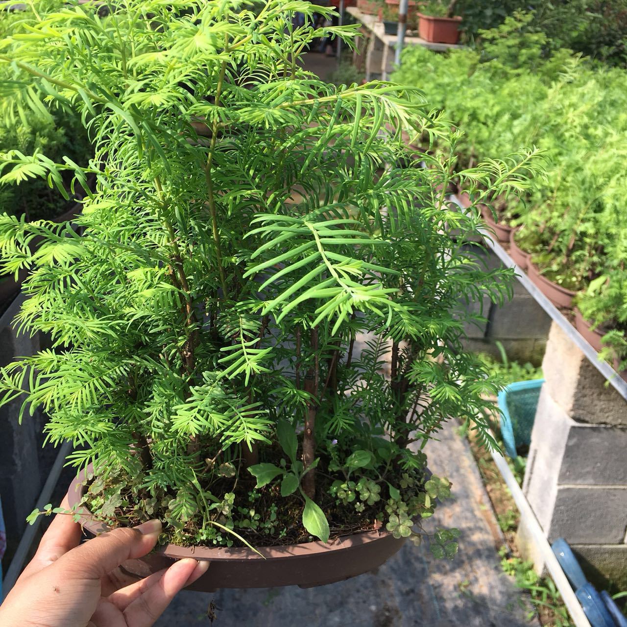 水杉盆景 水杉丛林盆景盆栽办公室绿植养眼小植物木本生植物