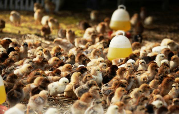 哪种豆渣发酵剂处理豆渣喂鸡可防拉稀