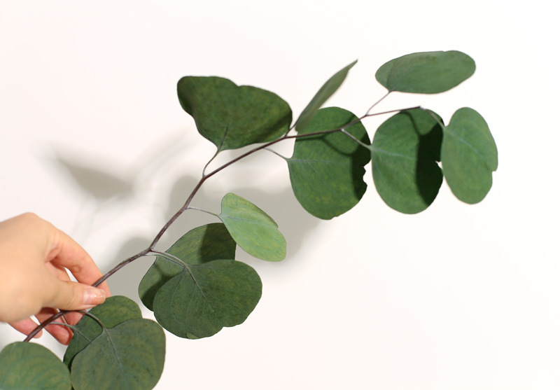 【赞花村】永生苹果桉圆叶尤加利叶 家居装饰花材 云南干花批发