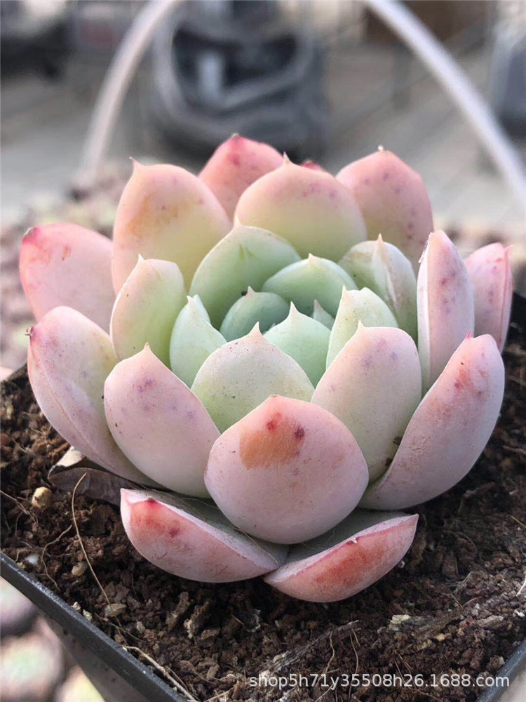 859大棚特价批发多肉盆栽品种 水晶鬼魅单头盆6.5cm多肉珍稀植物