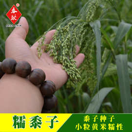 威尔种子批发 糯黍子五谷杂粮粗粮种子保健营养黍子 黍米种子 50g