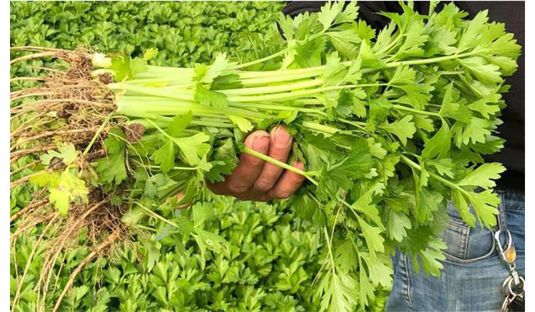 黄心芹菜速生小香芹 四季黄空心芹种子黄嫩西芹绿叶黄心庭院盆栽