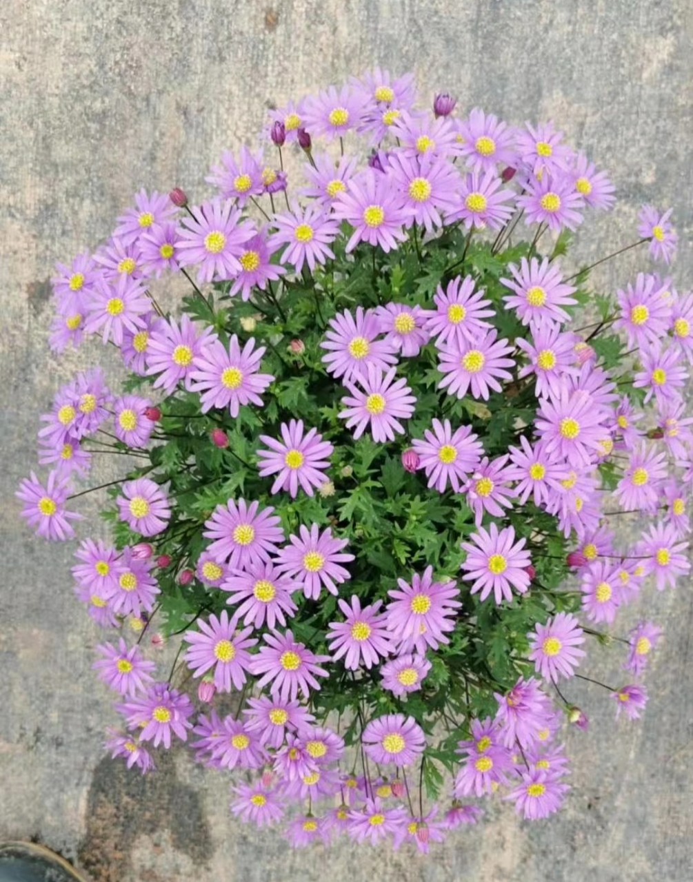 907基地供应姬小菊1525cm盆栽苗单色混色盆花摆花