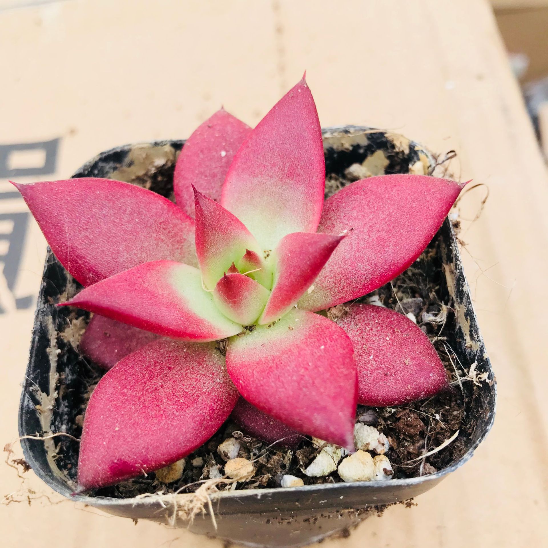 大棚批发多肉植物罗宾 红色趣味萌肉 组合拼盘用室内桌面肉肉罗宾