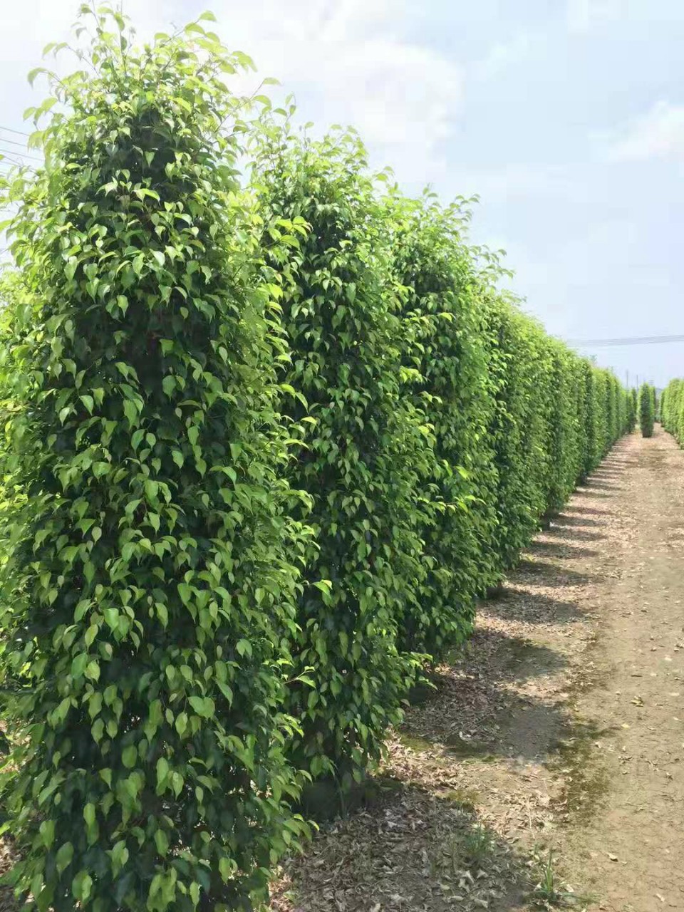 5米绿篱工程苗青叶垂榕