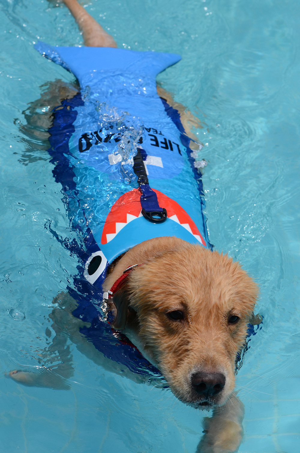 道格宠物救生衣狗狗cosplay鲨鱼游泳衣龙虾救生衣三码可选批发