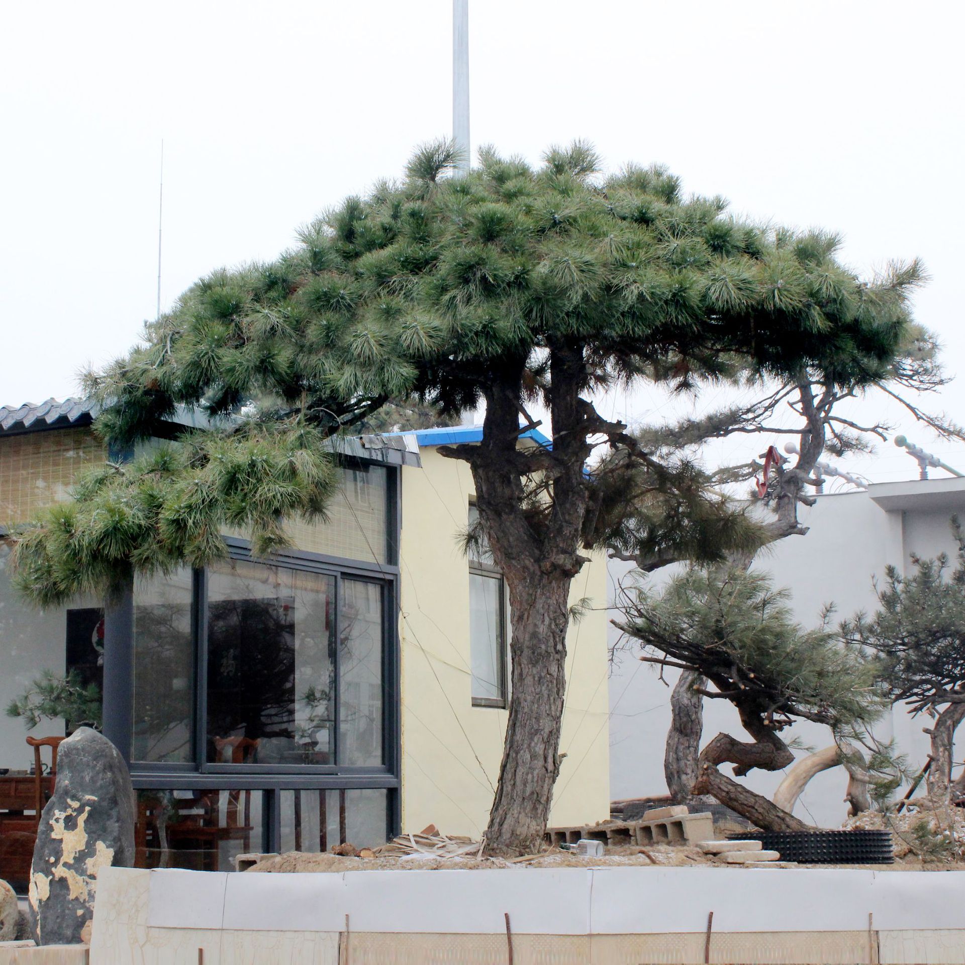 树苗基地批发 迎客松树苗 树干挺拔庭院绿化 观赏性高 现挖现发