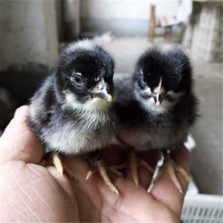 优质芦花鸡苗出售 芦花鸡苗价格 1个月的芦花鸡苗多少钱一只