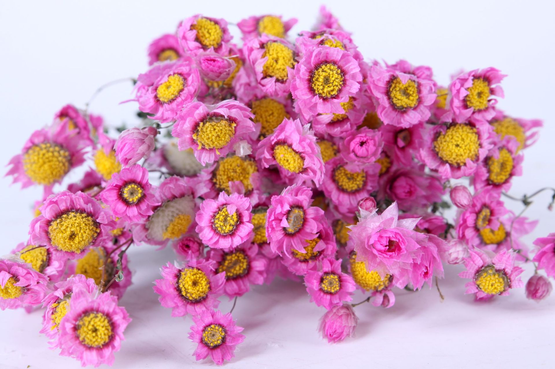 云南厂家直销罗丹斯干花自然干花小蜡菊花束 鲁丹鸟家居装饰插花