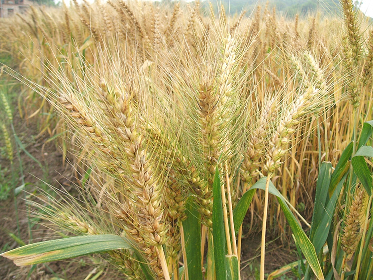河南小麦小麦粒 有黑小麦 黑麦 绿小麦 大量现货