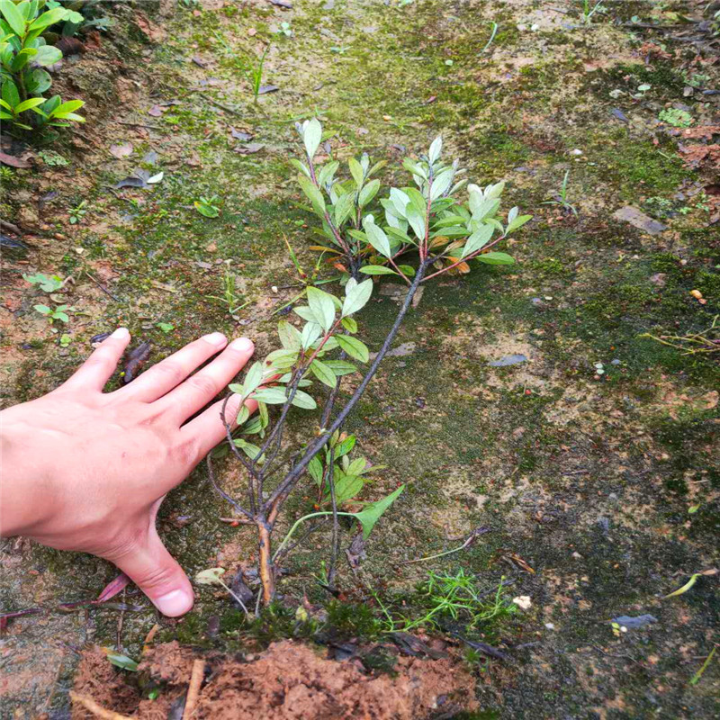 湖南苗木直销 春鹃夏鹃苗批发高度30cm 夏鹃球冠幅 50cm 量大价优